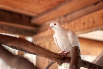Dove