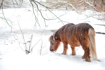 Mini horse in the snow