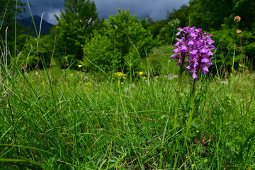 Green-winged orchid // Kleines Knabenkraut (Anacamptis morio) - Crkvice, Orjen-Gebirge, Montenegro