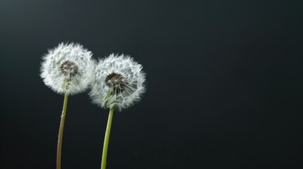 Two dandelions against black backdrop with space for text