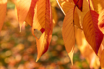 close up of sakura tree leaves with heart shape hole at Sakura park in Vilnius on sunny day