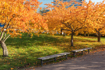 Sakura trees in autumn foliage at sakura park in Vilnius on sunny day