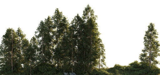 Green forest trees on a transparent background. 3D rendering. 
