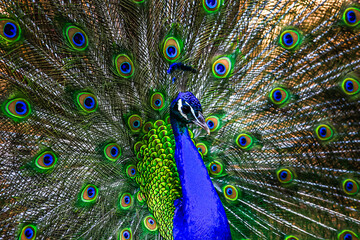Obraz premium close up of beautiful peacocks in the zoo.