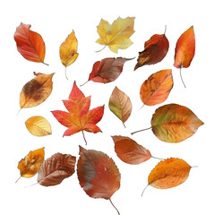 Fototapeta premium Stunning Autumn Foliage. Explore the beauty of fall leaves with this diverse collection