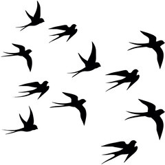 A flock of flying birds, swallow Flying Silhouettes, group of birds in the sky
