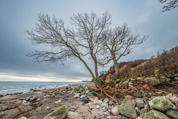 Bäume an der malerischen Steilküste bei Katharinenhof auf der Ostseeinsel Fehmarn nach dem Sturm, im Herbst 2023 © yourpix