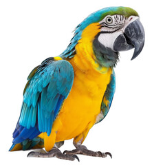 Fototapeta premium Colorful Parrot perched on a Branch. Exotic Bird Species in Tropical Setting concept