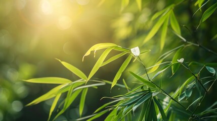 Obraz premium Sunlight Through Green Bamboo