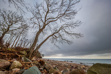 Bäume an der malerischen Steilküste bei Katharinenhof auf der Ostseeinsel Fehmarn nach dem Sturm,...