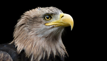 Fototapeta premium american bald eagle