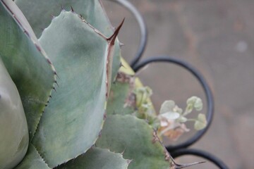 Detail of Artichoke Agave Succulent plant (agave Parryi Var. Truncata) Mescal agave