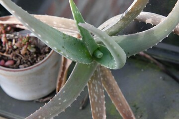 Close up Aloe Vera Succulent plant in greenhouse 