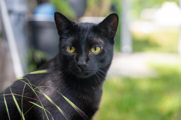 A black cat