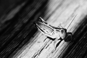 Oklahoma grasshopper 