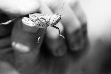 Oklahoma grasshopper 