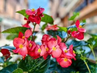 Red Hybrid begonia spectacularly flowers