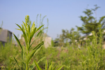 background of broad leaf grass with blue sky 1