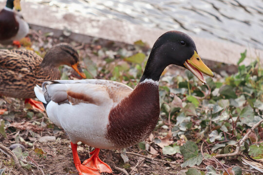 Pareja de patos en primer plano