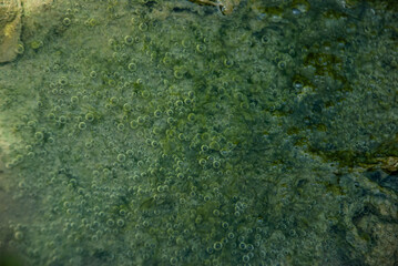 A mesmerizing close-up of a vibrant green pool teeming with life, with countless bubbles rising to the surface.