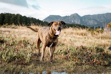 Happy dog standing in a grassy field with mountains in the background under a clear sky