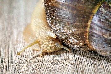 part of a agate giant african land snail, Latin name Lissachatina fulica