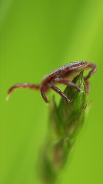 Mite At Green Leaf. Infectious Parasitic Ixodid Ticks Insects On A Green Leaf. Ixodes.