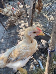 duck in the farm