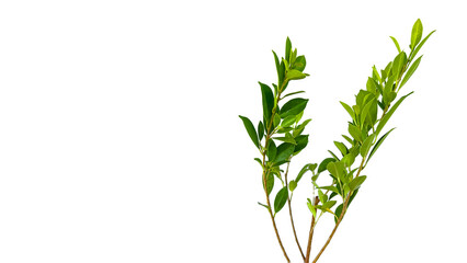 A cut-out of tree top leaves on a white background with clipping paths.
