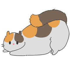 orange white brown cat