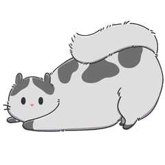 white grey cat