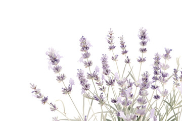 Obraz premium Watercolor lavender blossom border flowers, white background