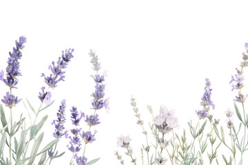 Naklejka premium Watercolor lavender blossom border flowers, white background