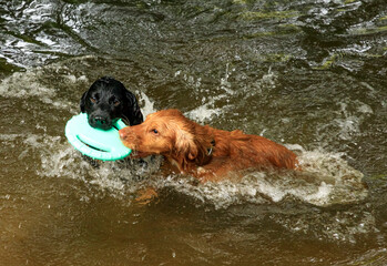 Black and ginger working cocker spaniels swimming