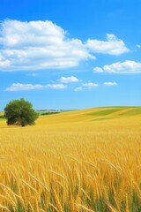 Golden wheat field under a bright blue sky