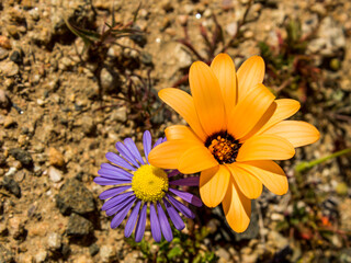 Close up of an orange and a purple daisies in bloom in the harsh and arid environment of Namaqualand in South Africa.