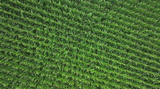 Smooth drone flight over corn field. Regular background pattern of rows in farmland. Countryside footage. 