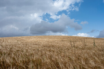 A vast golden wheat field stretches out under partly cloudy skies, evoking feelings of peace, abundance, and the timeless beauty of nature's growth and harvest cycle.