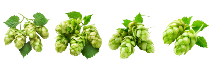 Set of green hop cones isolated on transparent png background