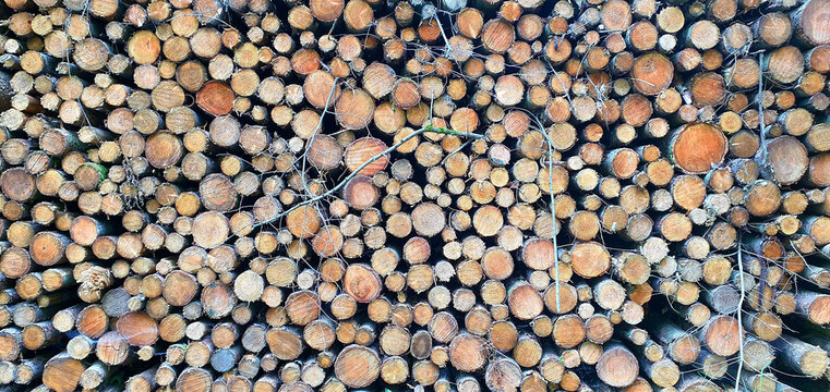 Holzpolter