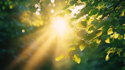 Ultra-clear capture of a forest bathing session, sunlight through leaves, tranquil expression