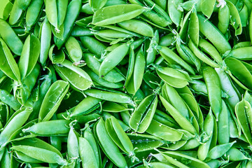 Empty open pods of garden peas after shelling, green plant texture for background.