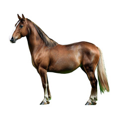 Obraz premium horse standing majestically isolated on transparent background