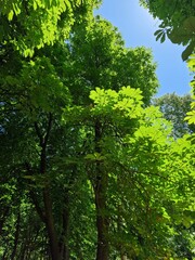 Fototapeta premium árbol verdoso 