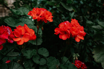 a grren garden in spain