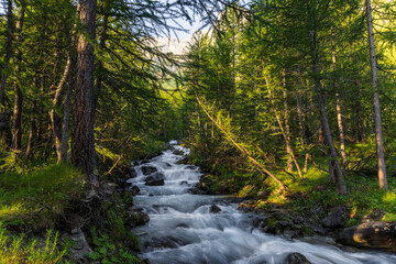 Fototapeta premium Estate al Pian della Mussa