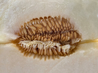 Fresh ripe sweet melon cut in half, close-up of melon seed texture. Hybrid of galia, honeydew melon and cantaloupe with juicy flesh. Muskmelon. Sugar melon. Healthy eating.