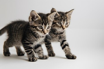 Obraz premium Two curious tabby kittens exploring their surroundings.