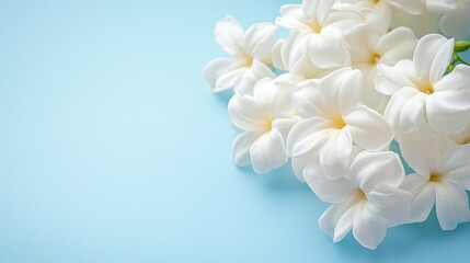 Obraz premium Close-up of white double jasmine flowers on an abstract light blue background, creating a visually appealing and serene image perfect for ads