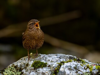 森の中の水場の岩の上でさえずるミソサザイ
